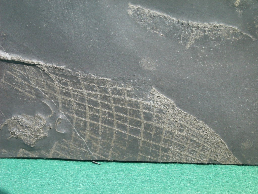 Protospongia rhenana (*)