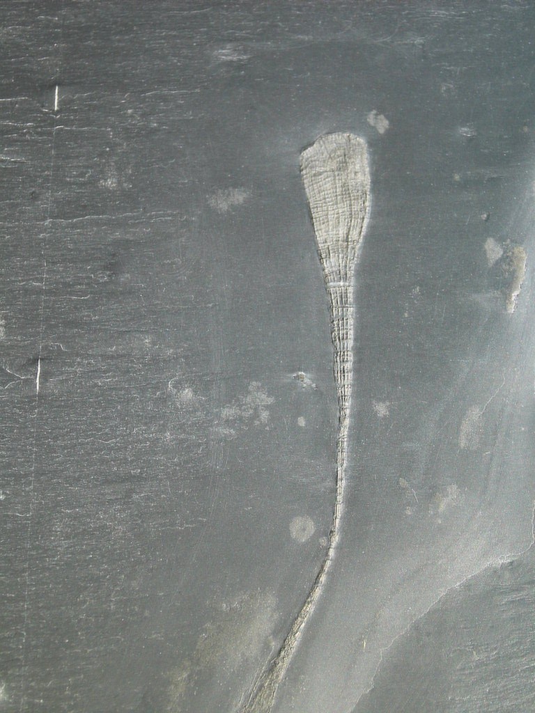 Retifungus rudens