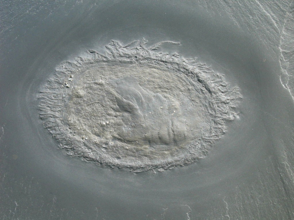 Plectodiscus discoideus (Oberseite)