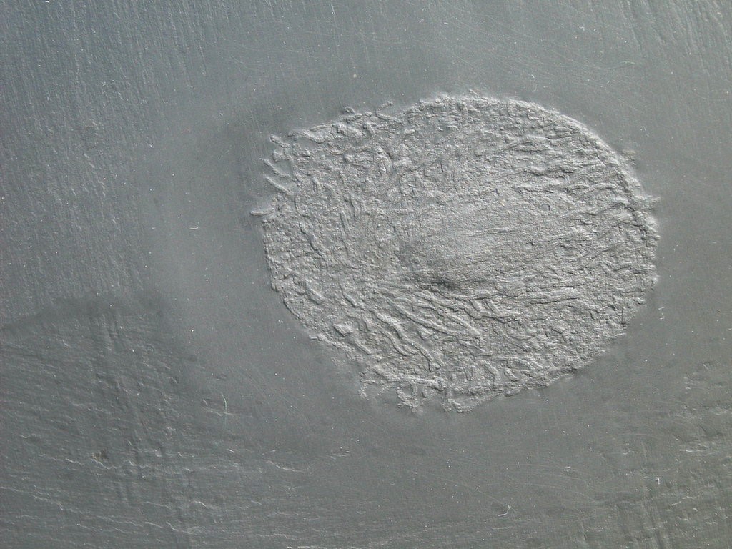 Plectodiscus discoideus (Unterseite)