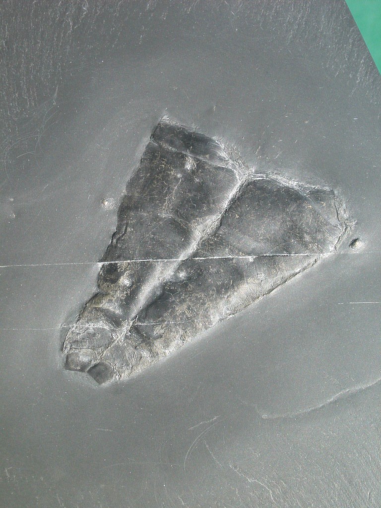 Conularia tulipa (*)