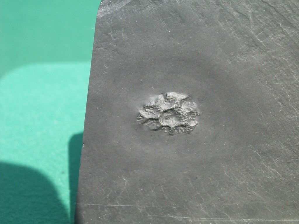 Pleurodictyum sp. (*)