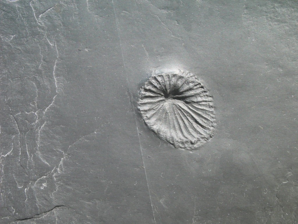 Zaphrentis sp.