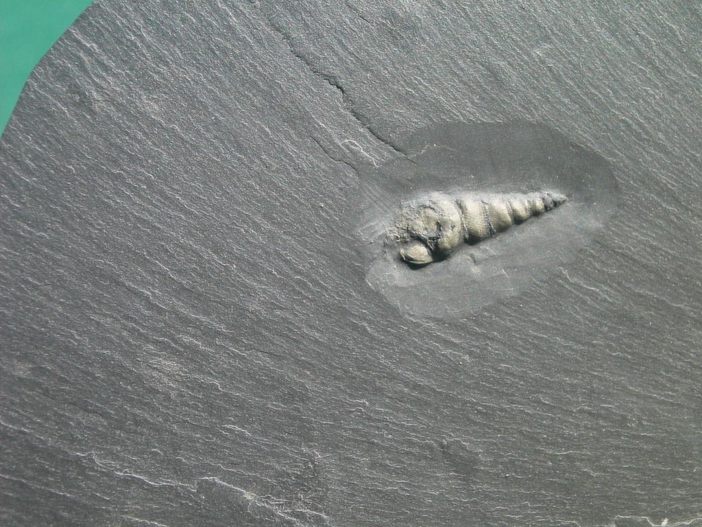 Loxonema sp. (*)