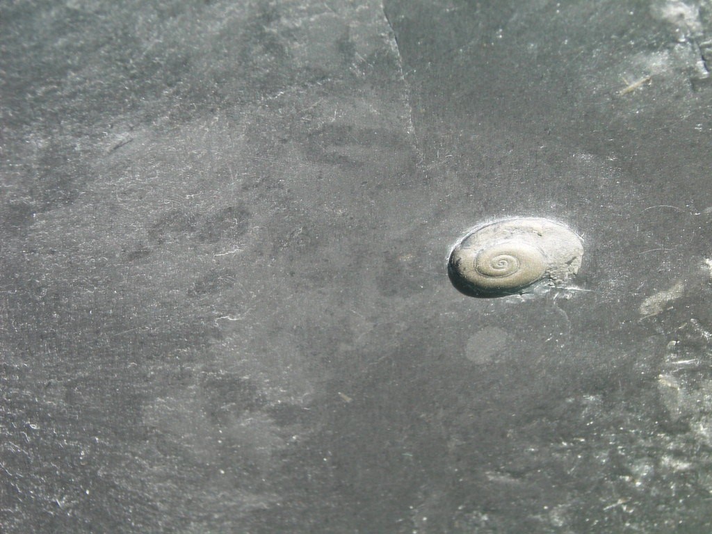 Gastropode (unbestimmt)