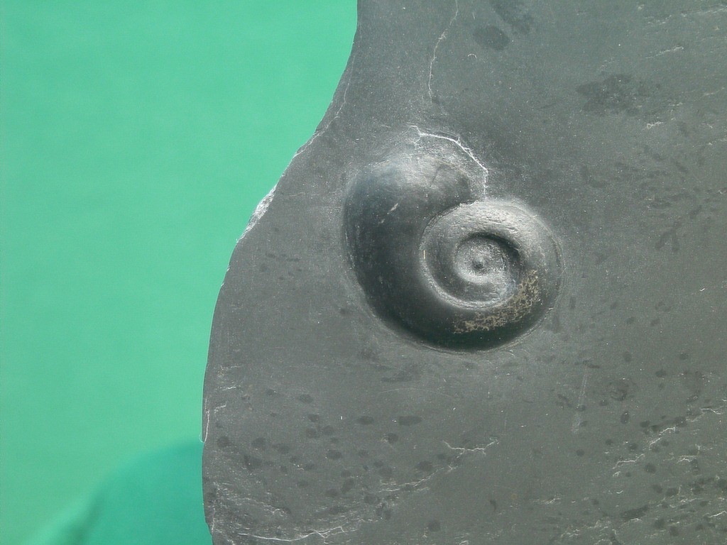 Gastropode (unbestimmt)