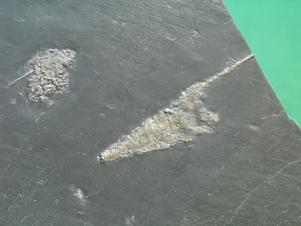 Orthoceras sp. (*)