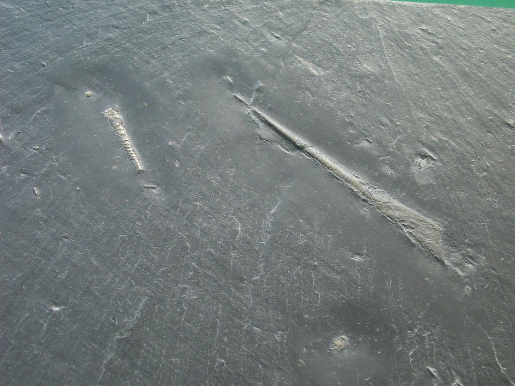 Orthoceras sp. (*)