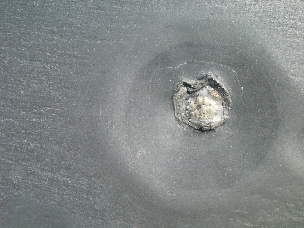 Brachiopode (unbestimmt) (*)