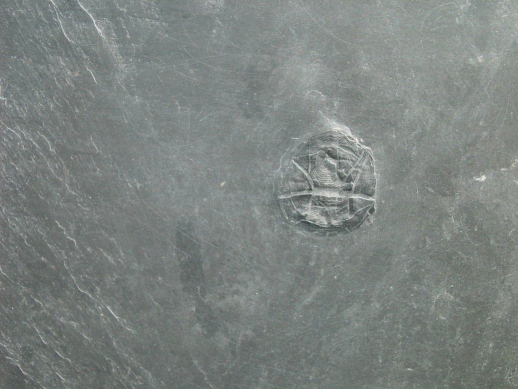 Brachiopode (unbestimmt) (*)
