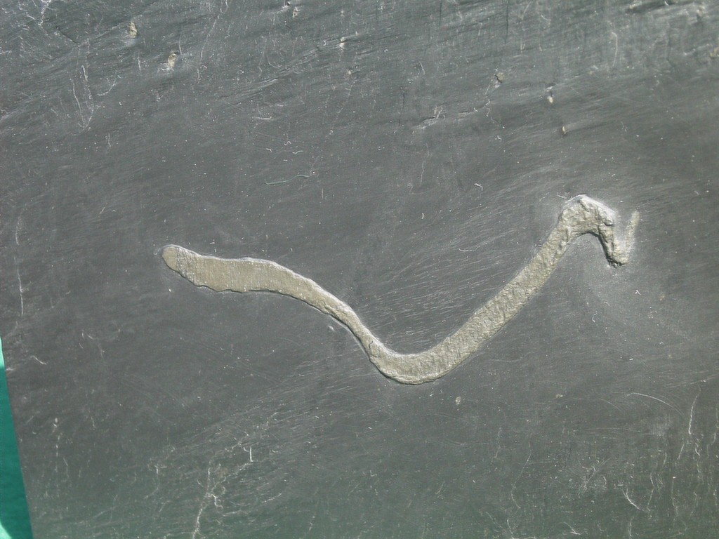 Wurm (unbestimmt)