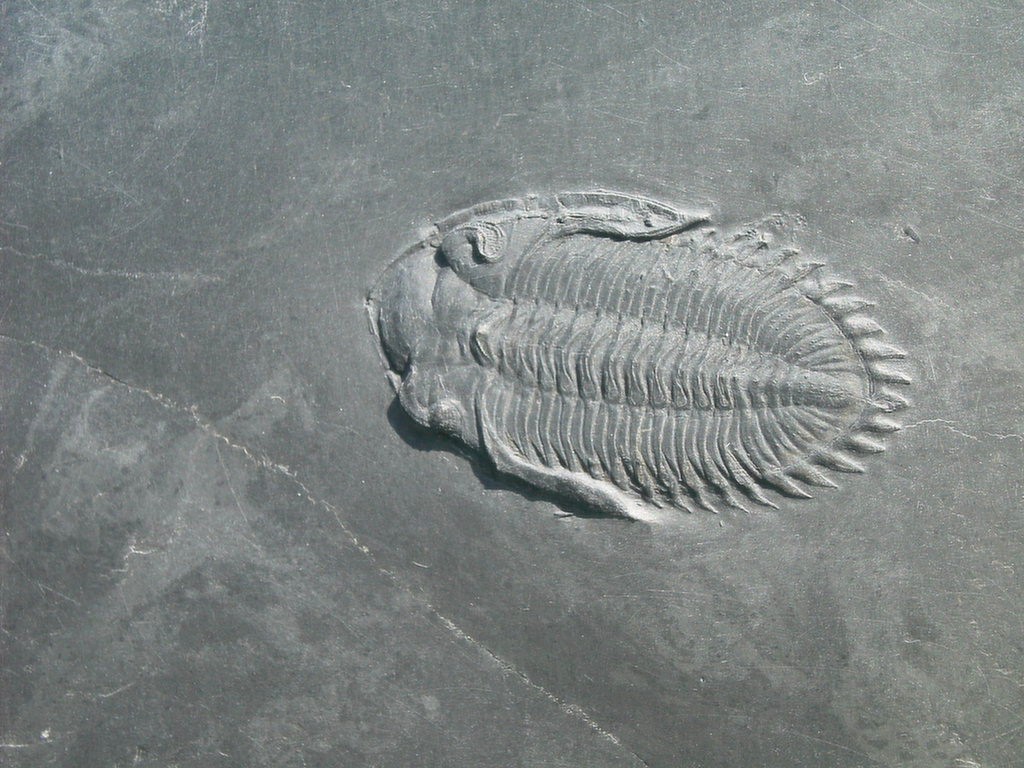 Asteropyge sp. (gestreckt) (*)