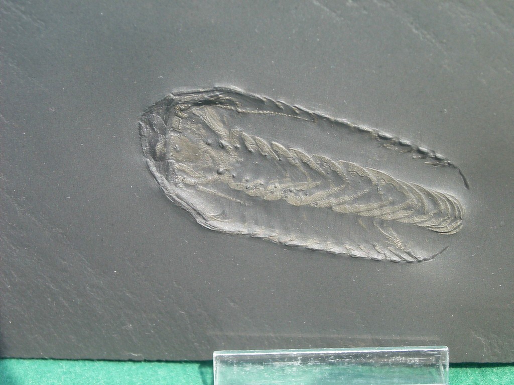 Chotecops sp. (mit Antennen und Beinchen)