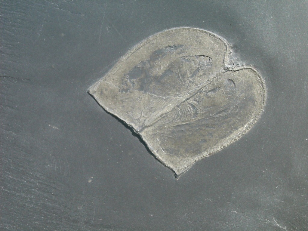 Vachonisia rogeri (Dorsalseite)