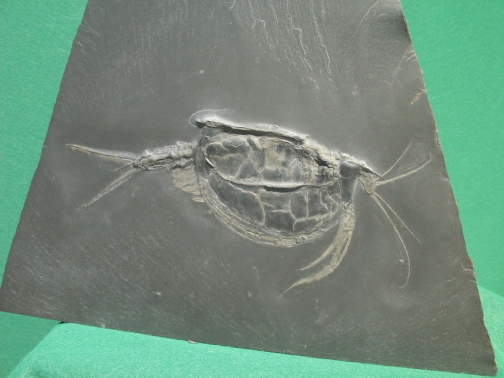 Nahecaris stuertzi