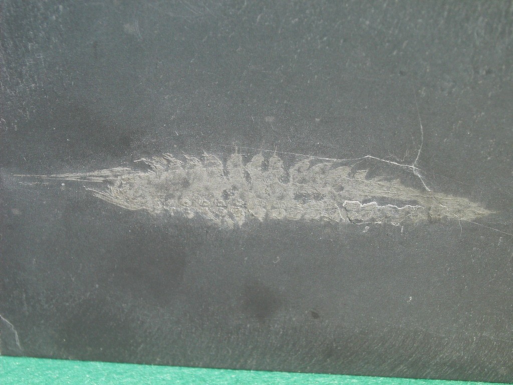 Wingertshellicus backesi sp.