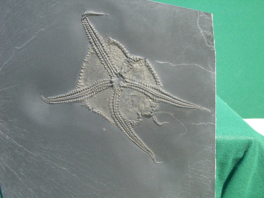 Euzonosoma tischbeinianum (oral) (*)