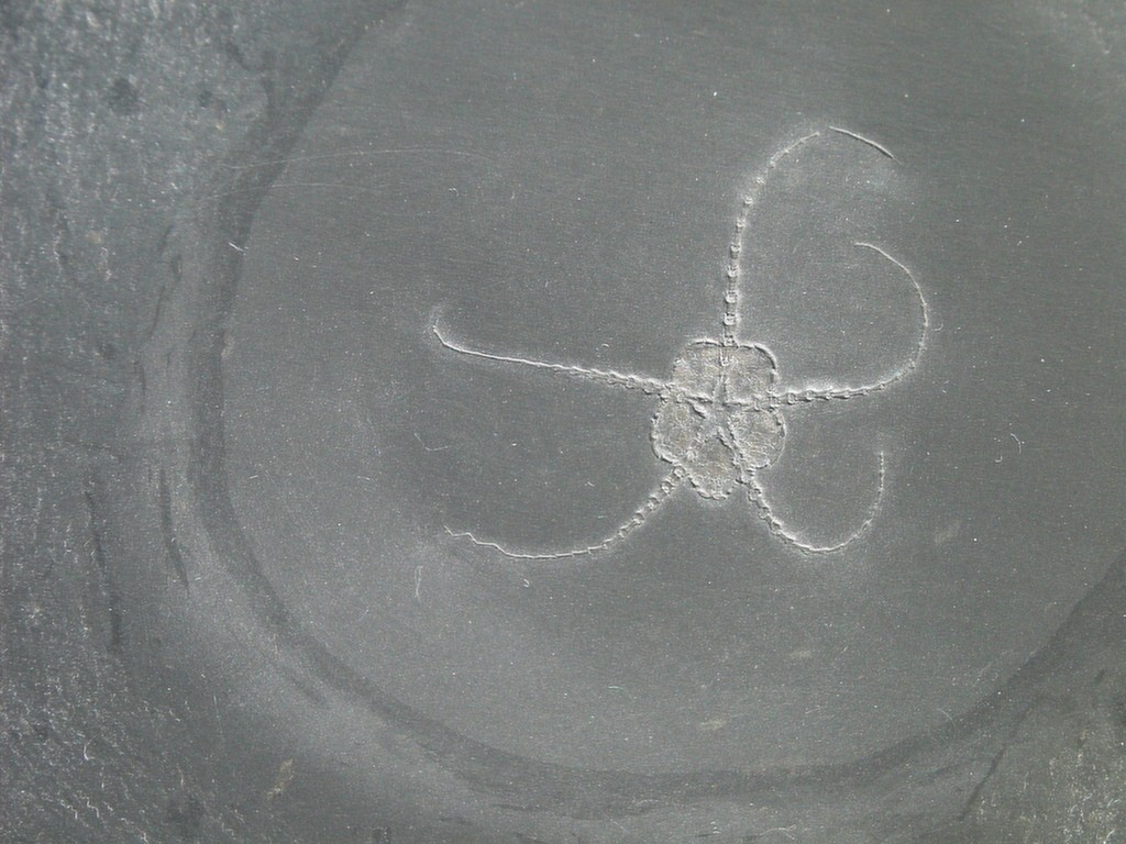 Ophiurina lymani (*)