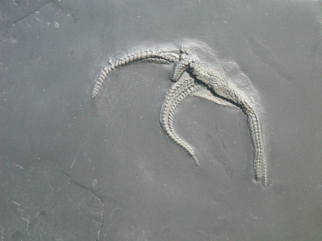 Encrinaster roemeri (Schirmlage)