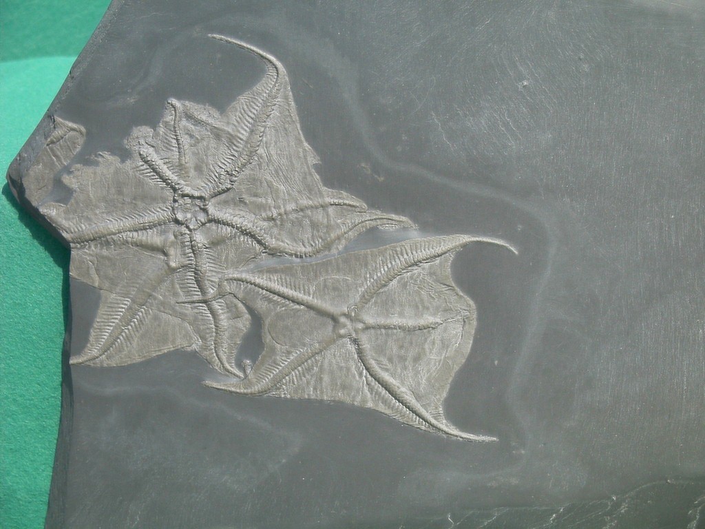 Loriolaster mirabilis (3 Tiere)