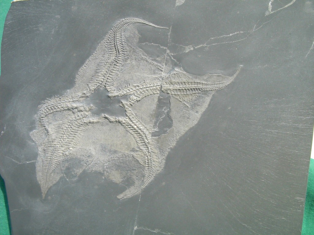 Cheiropteraster giganteus