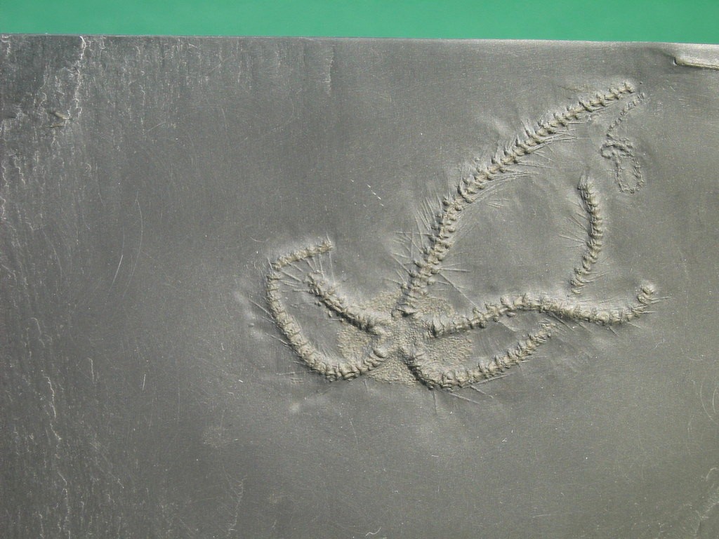 Eospondylus primigenius (*)
