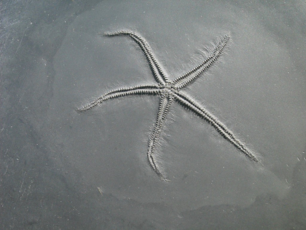 Urasterella asperula (Oralseite)