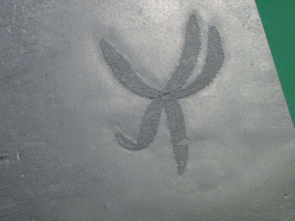 Bdellacoma verucculosa (*)