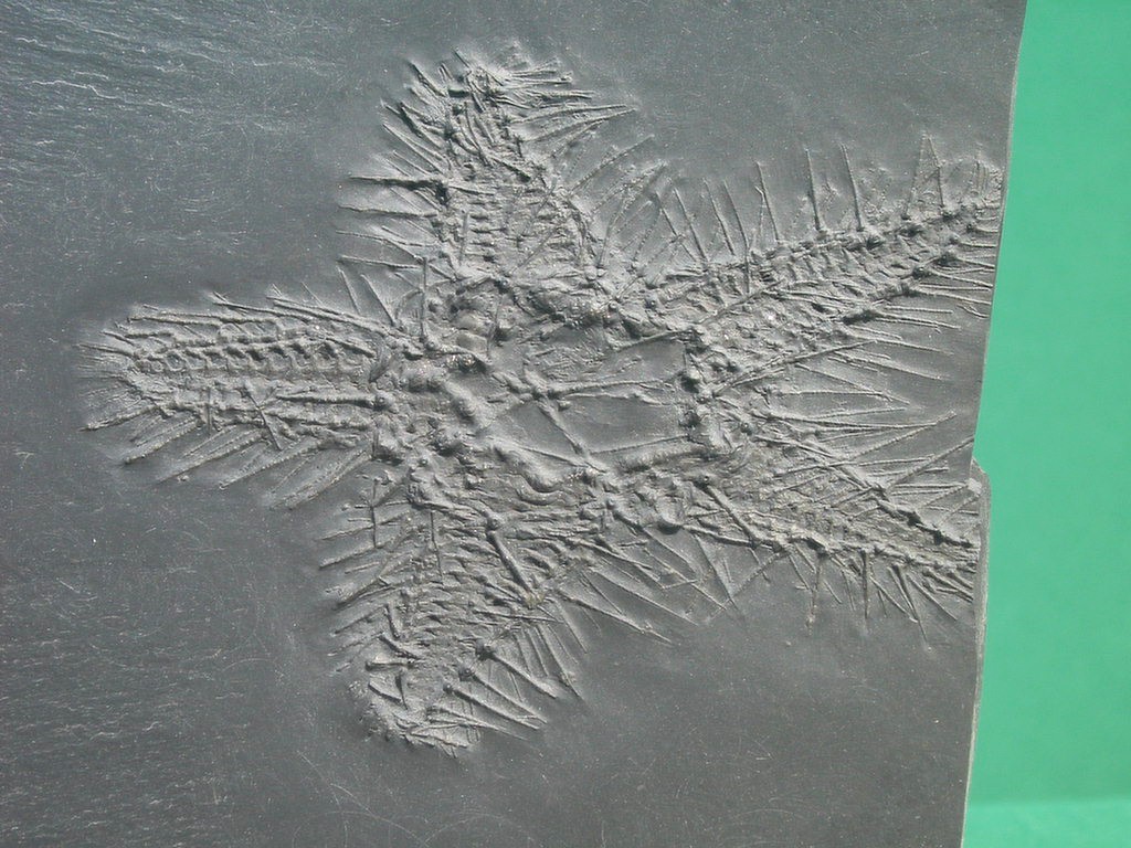 Hystrigaster horridus