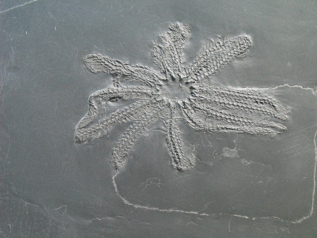 Medusaster rhenanus (*)