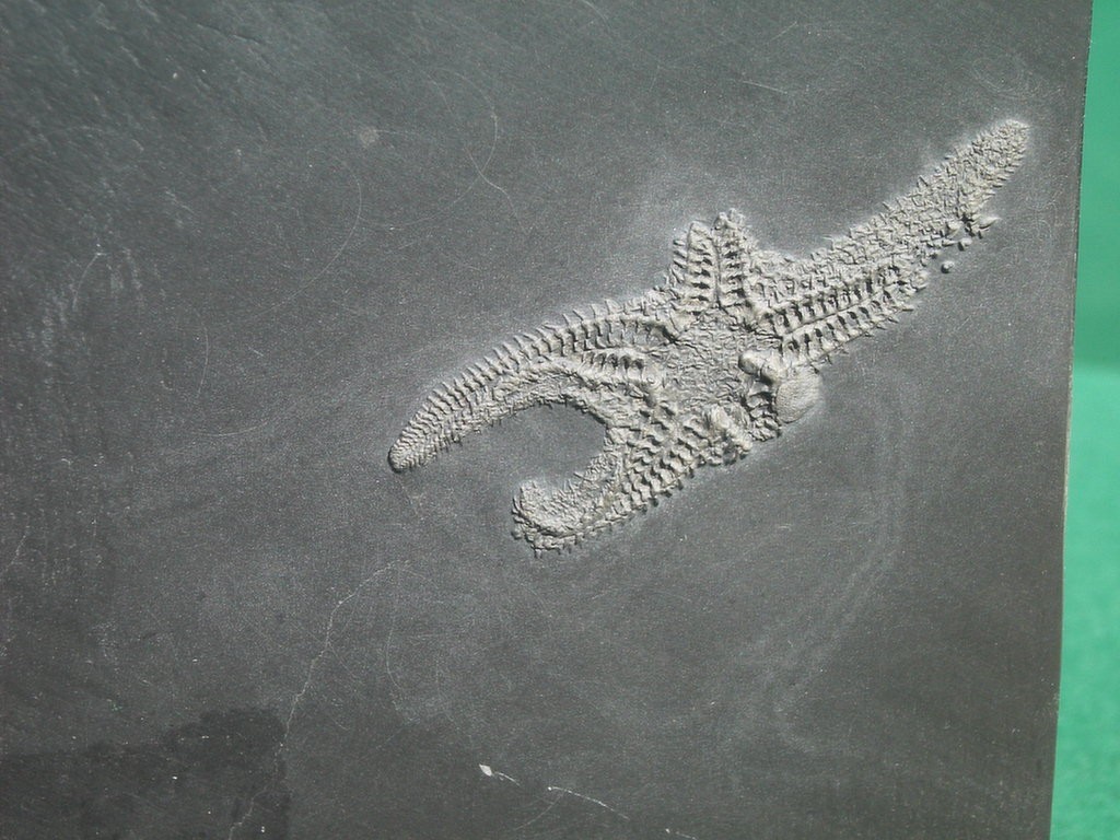 Echinasterella sladeni