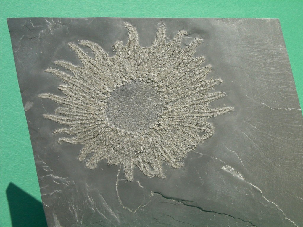 Palaeosolaster gregory
