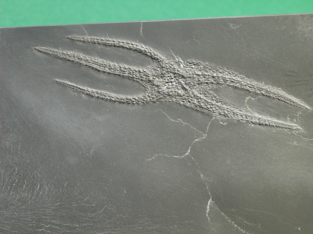 Palasterina follmanni