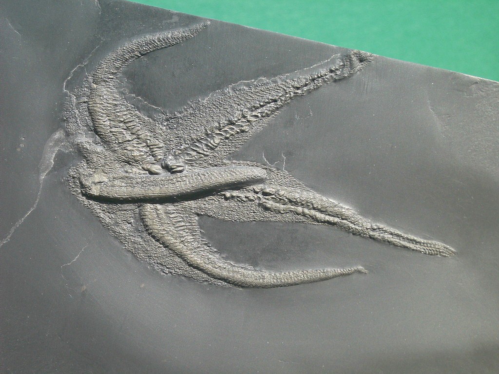 Palasteriscus devonicus