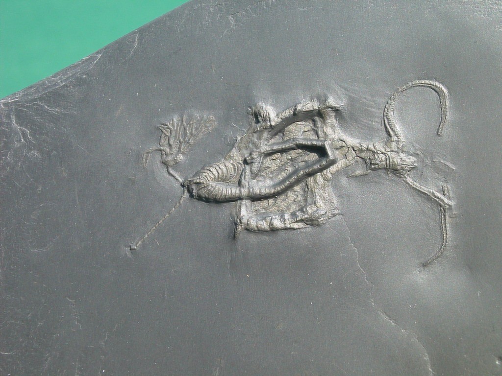 Regulaecystis pleurocystoides