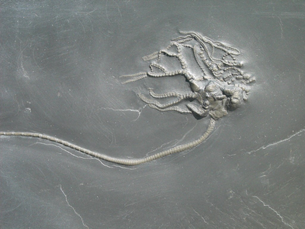 Codiacrinus schultzei