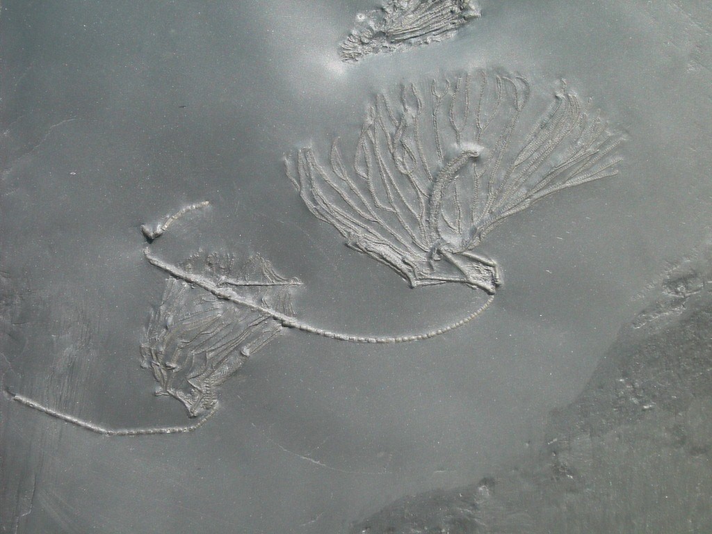 Parisangulocrinus zaeformis (*)