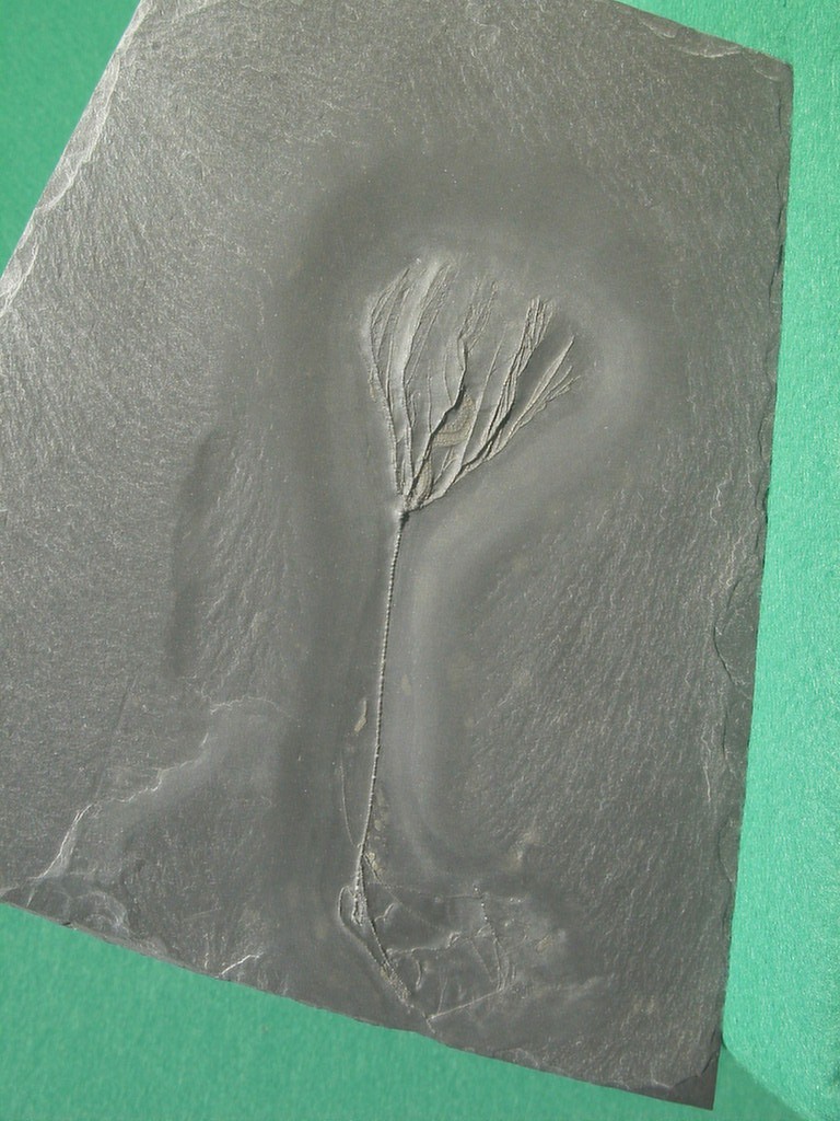 Rhadinocrinus nanus (*)