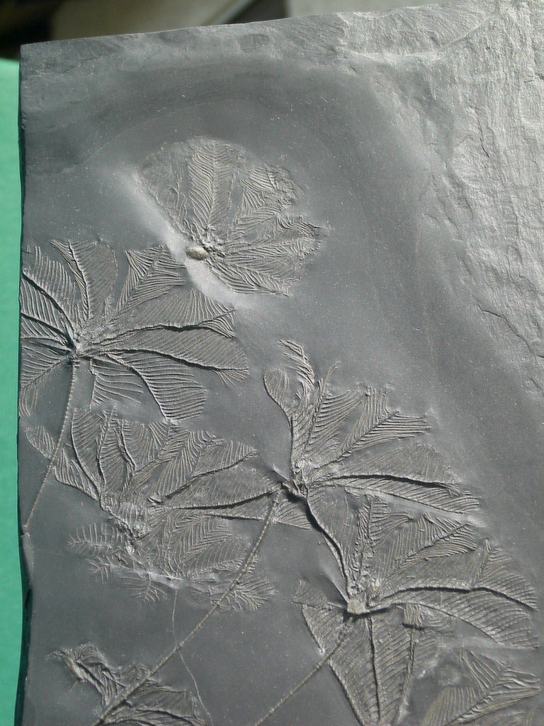 Hapalocrinus frechi (*)