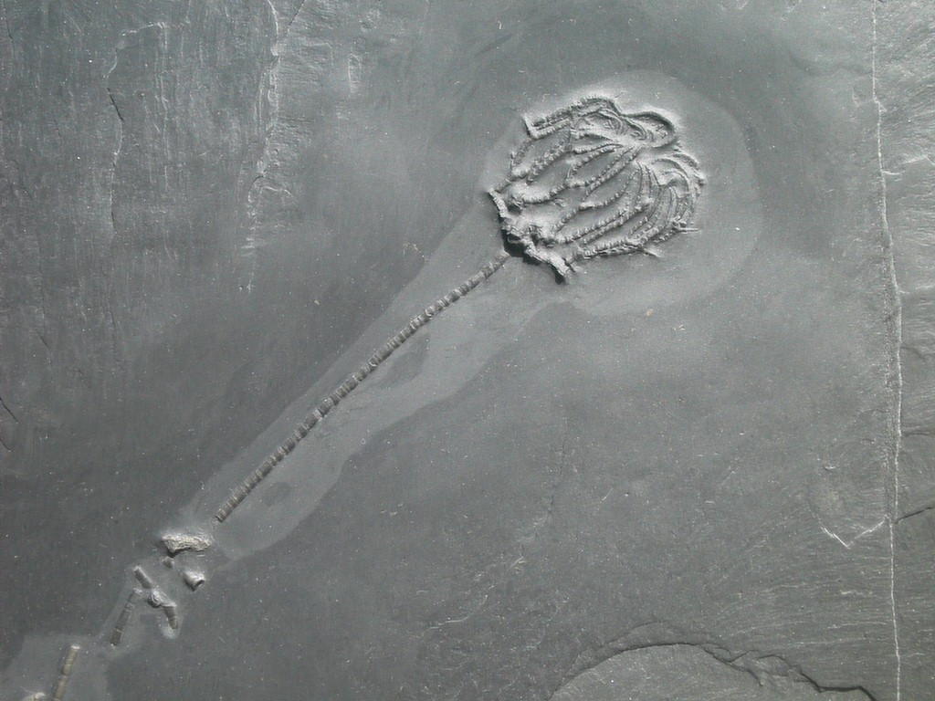 Taxocrinus stuertzi