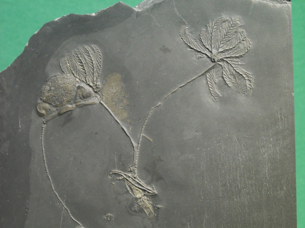 Thallocrinus sp. (mit Trilobitencephalon) (*)