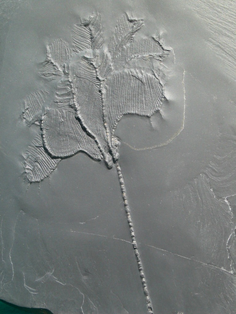 Imitatocrinus gracilor (*)