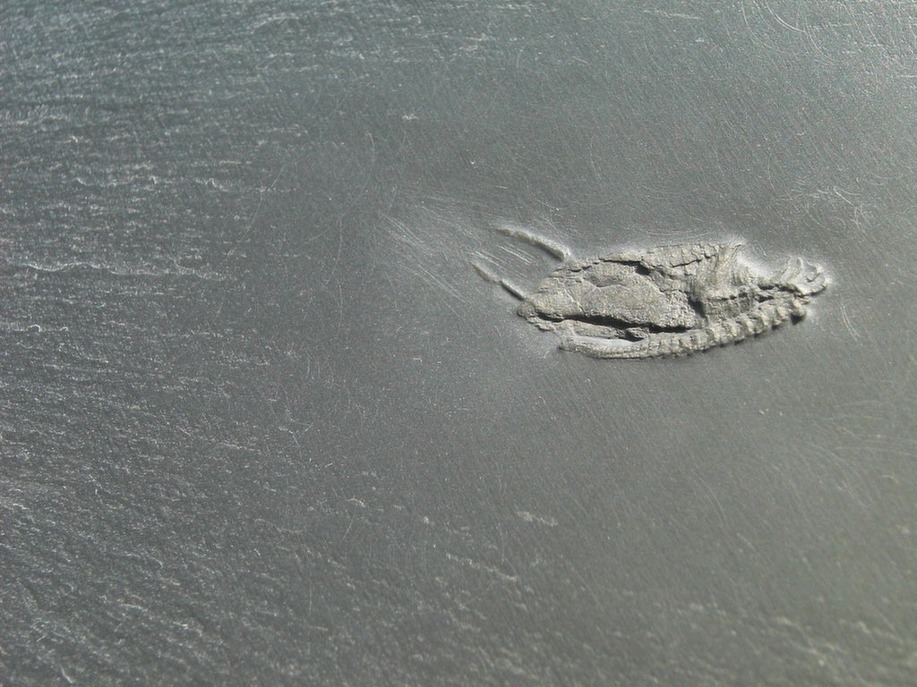 Rhenocystis latipedunculata (*)