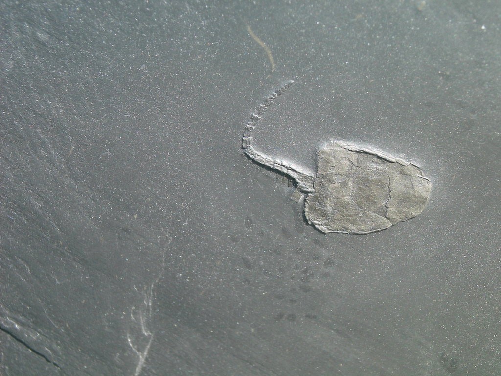 Mitrocystites styloideus (*)