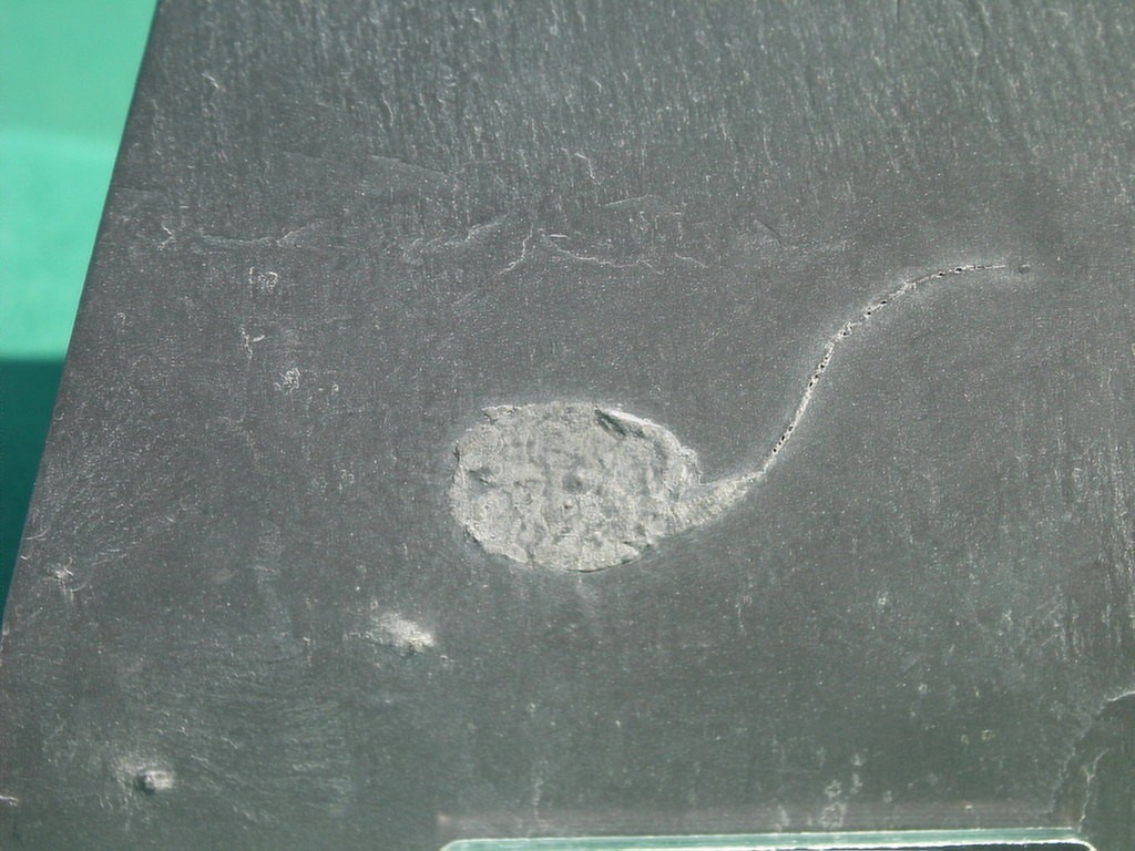 Dehmcystis globulus