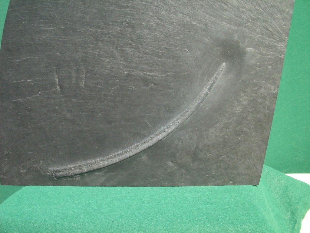 Flossenstachel