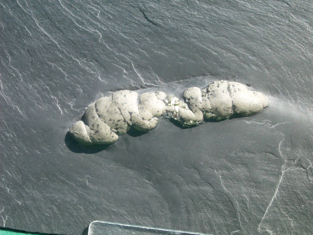 Koprolith (vermutlich Fischkot) (*)
