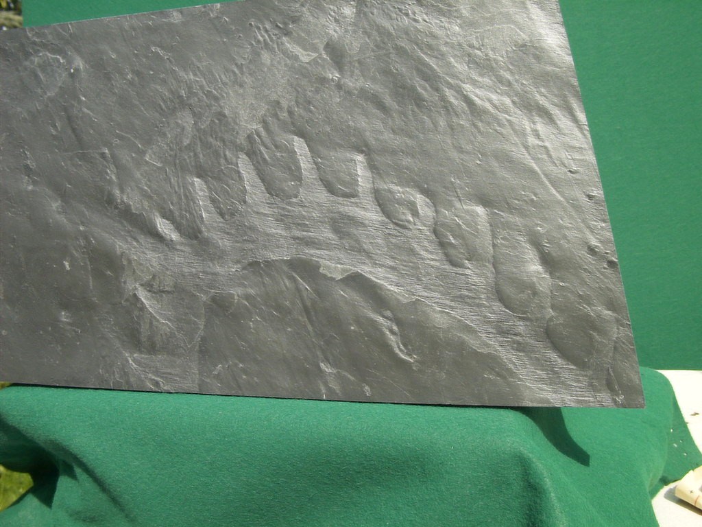 Heliochone hunsrueckiana (Freábau)