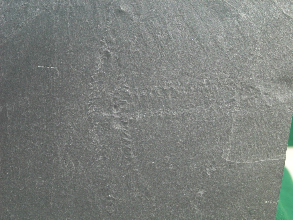 Trilobitenfährten