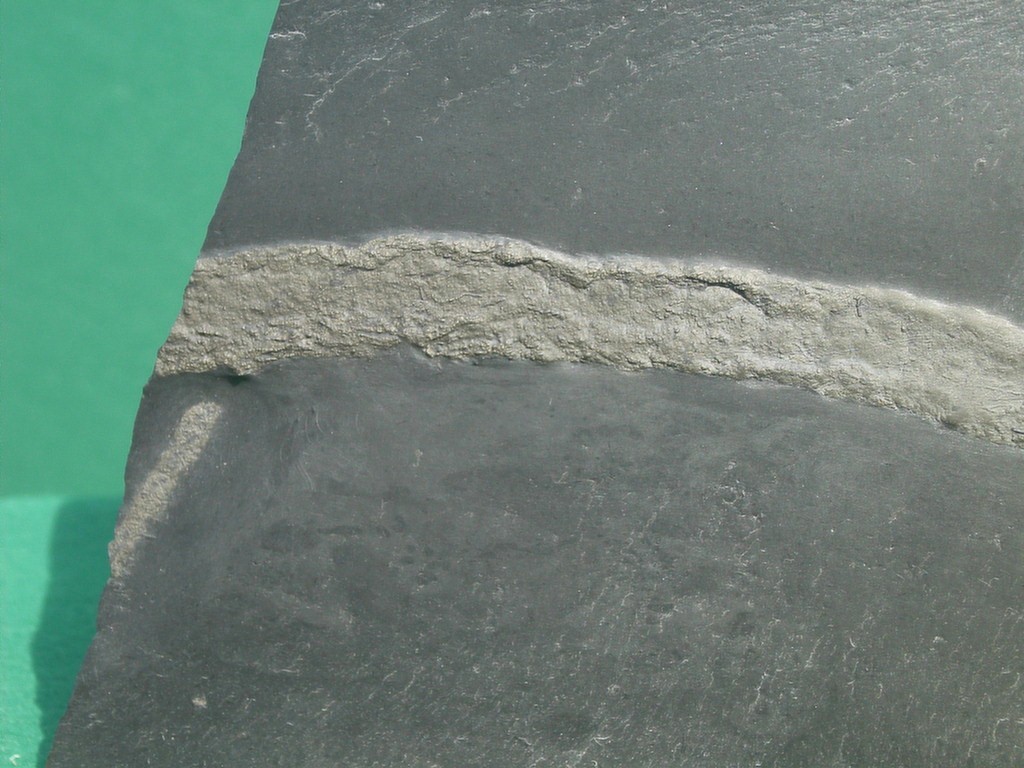 Prototaxites sp. (*)